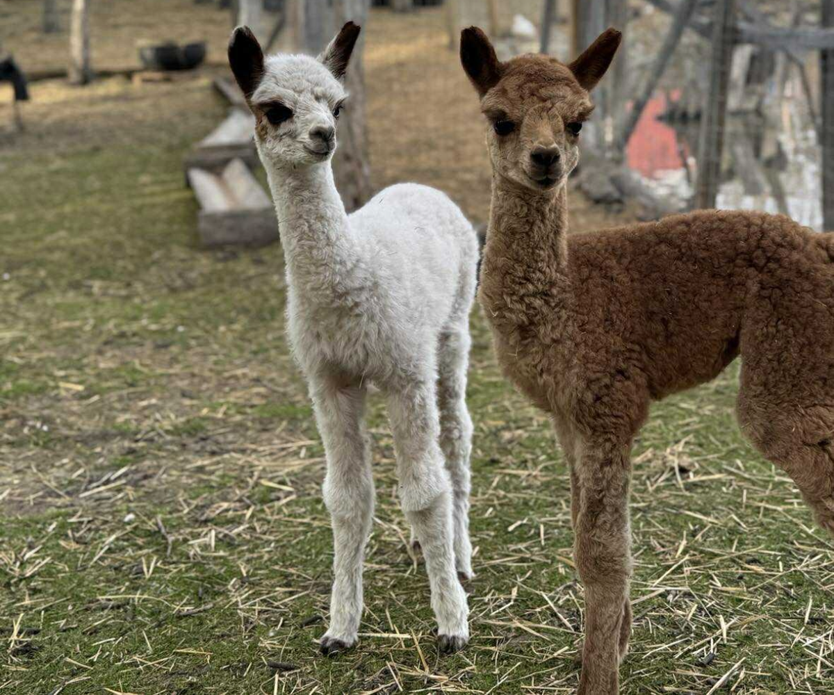 Butterfield Acres Spring Babies Festival (Family Fun Calgary)