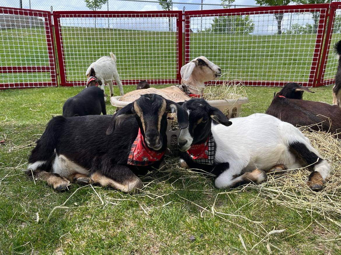 Butterfield Acres Birthday Parties (Family Fun Calgary)
