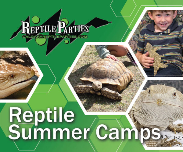 Reptile Parties Summer Camps (Family Fun Calgary)