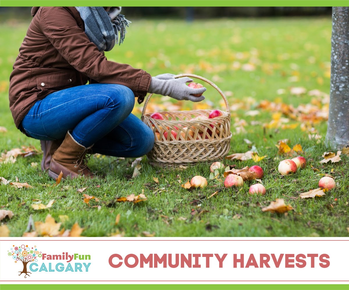 Cosechas comunitarias (Diversión familiar Calgary)