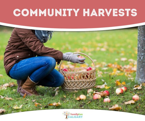 Community Harvests (Family Fun Calgary)