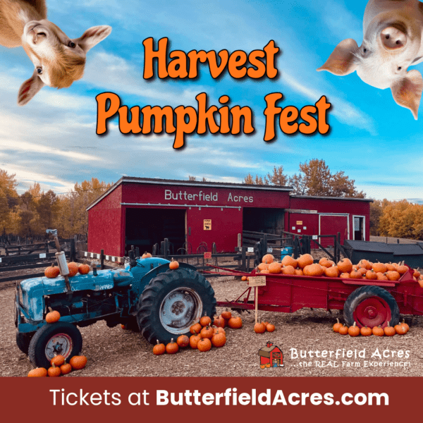 Butterfield Acres Harvest Pumpkin Fest (Family Fun Calgary)