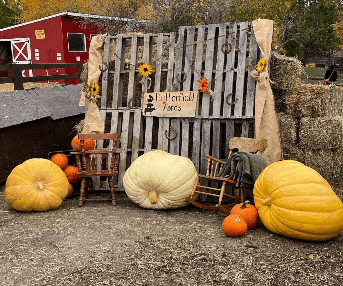 Butterfield Acres Harvest Pumpkin Fest (Family Fun Calgary)
