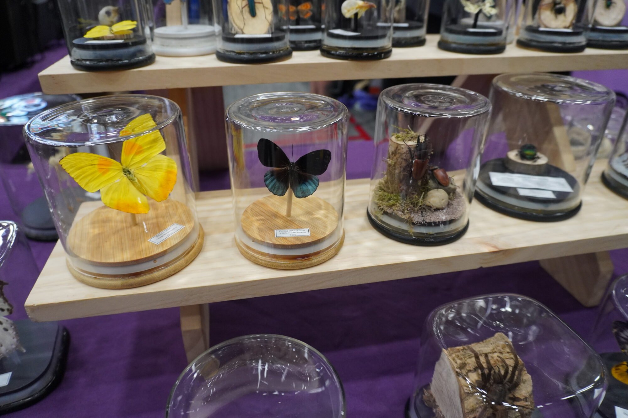 Western Canadian Reptile Expo (Family Fun Calgary)