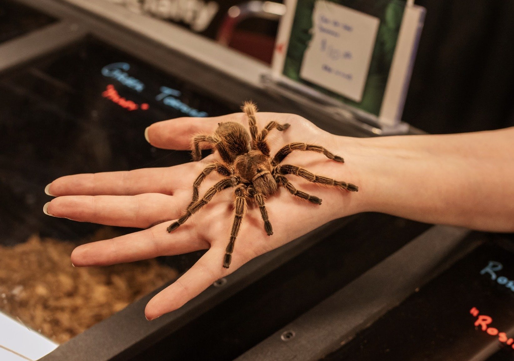 Western Canadian Reptile Expo (Family Fun Calgary)