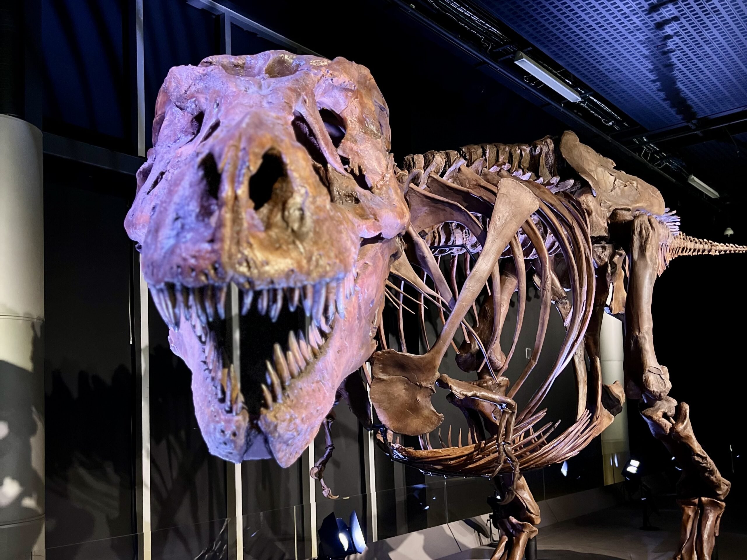 TELUS Spark SUE the T. rex Experience (Family Fun Calgary)
