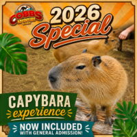 Cobb's Adventure Park Summer (Family Fun Calgary)
