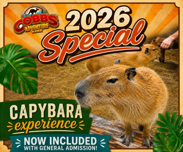 Cobb's Adventure Park Summer (Family Fun Calgary)