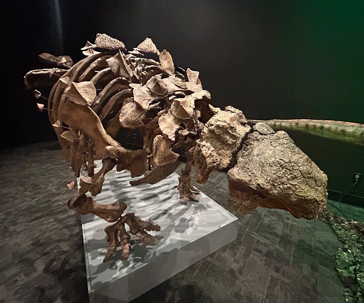 恐竜展 TELUS World of Science - エドモントン