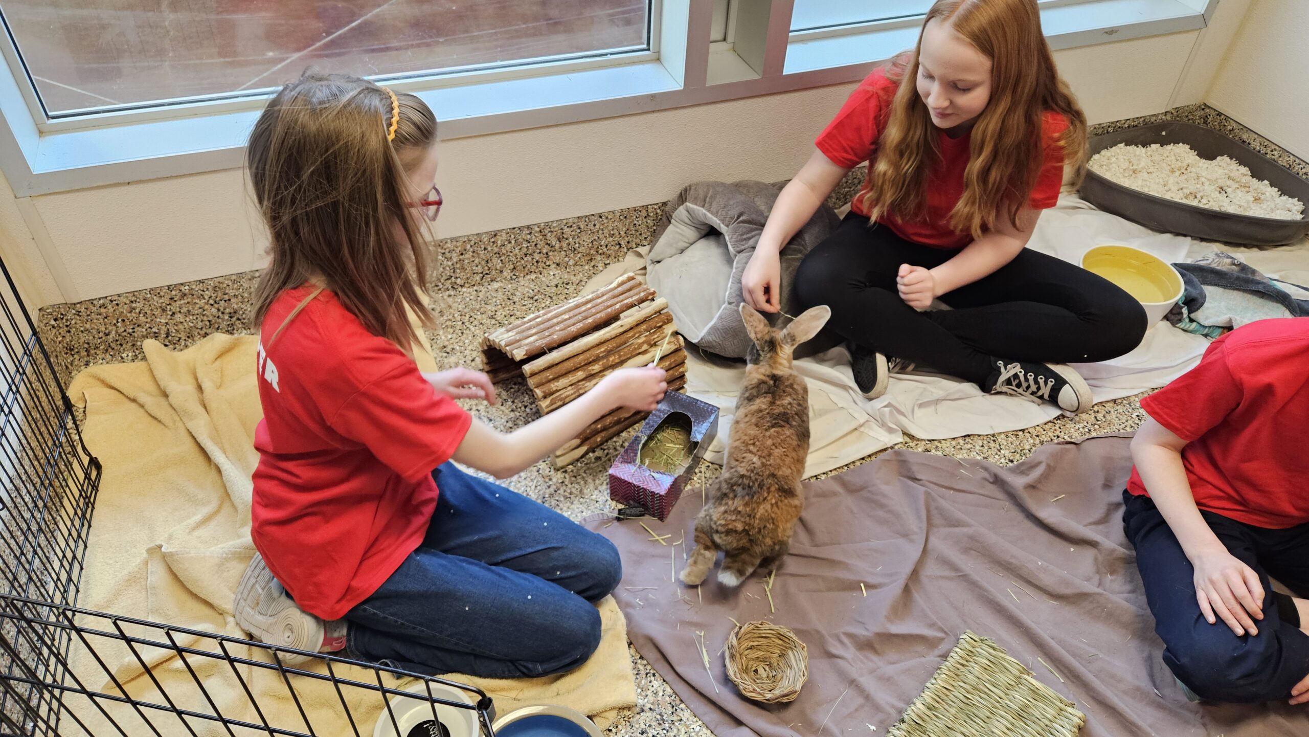 Edmonton Humane Society Summer Camps (Family Fun Edmonton)