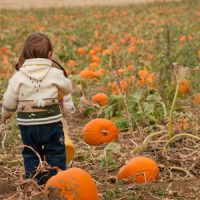 Parches de calabaza