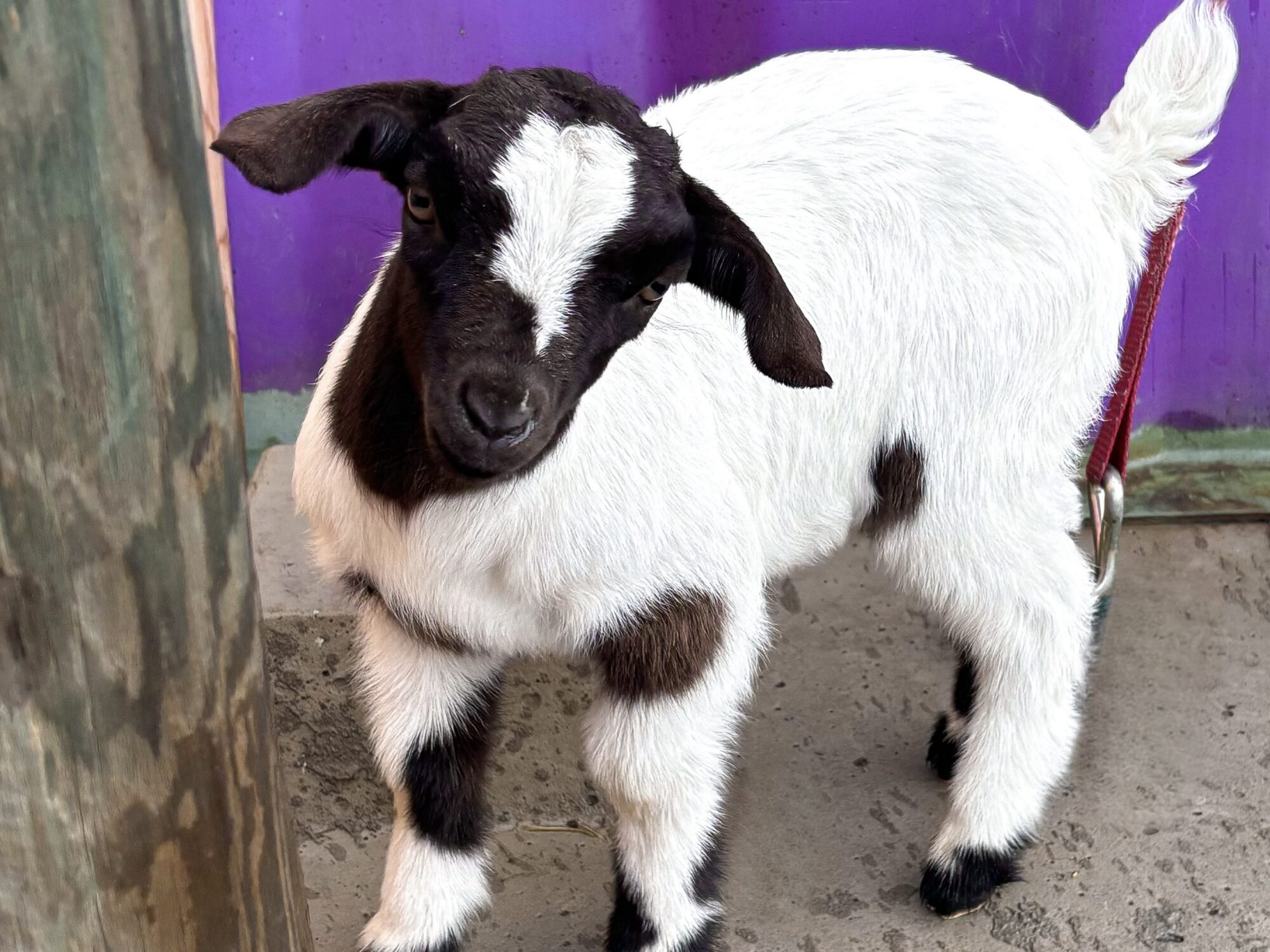 Goat at Sassy G's Adventure Farm