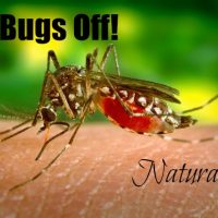 Bugs Off
