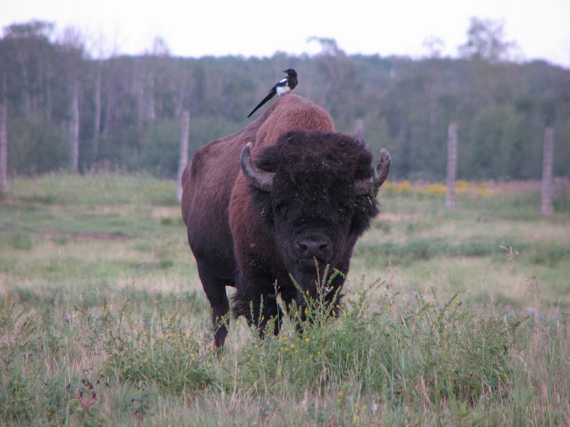 5 Epic Edmonton Road Trips - Black-billed Magpie Sitting on a Plain Bison Bull in Elk Island National Park Credit Wikimedia Commons