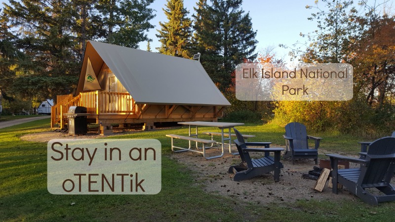 The new oTENTiks at Elk Island National Park are a cross between a tent and a cabin (complete with heater!) This is comfort camping at its best!