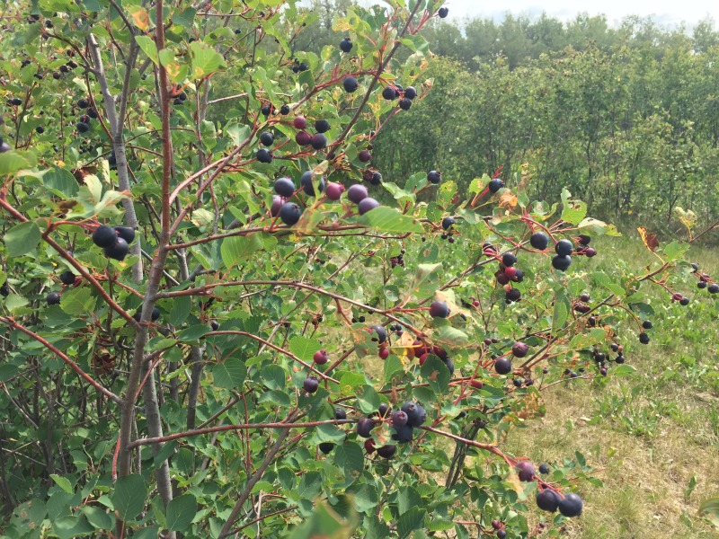 Hit the Saskatoon Jackpot at Prairie Berry Farm Family Fun Edmonton