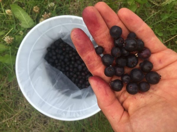 Prairie Berry Farm