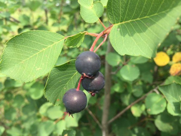 Prairie Berry Farm