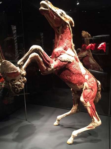 ANIMAL INSIDE OUT – The BODY WORLDS exhibition of Animals