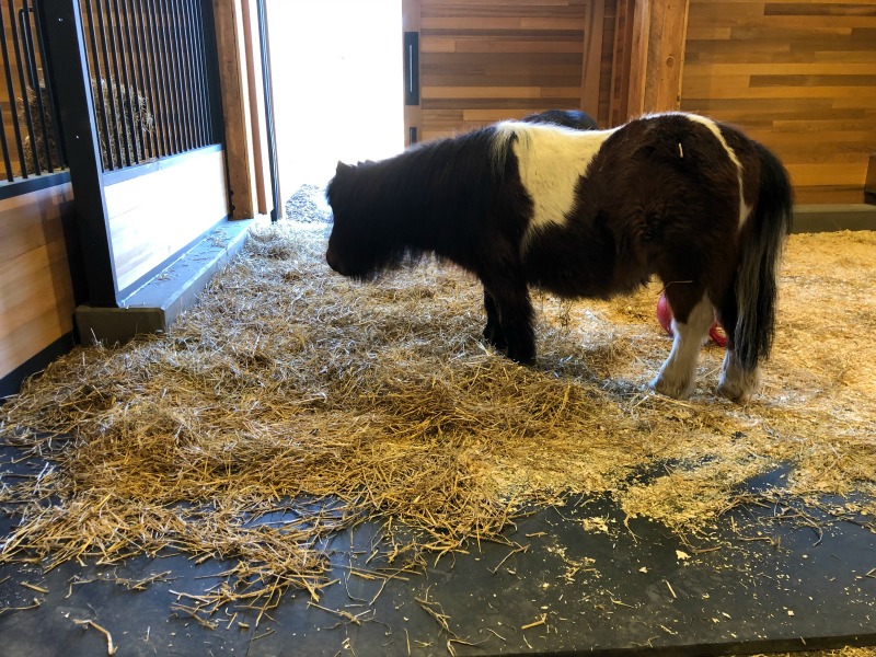 New Urban Farm at the Edmonton Valley Zoo Family Fun Edmonton