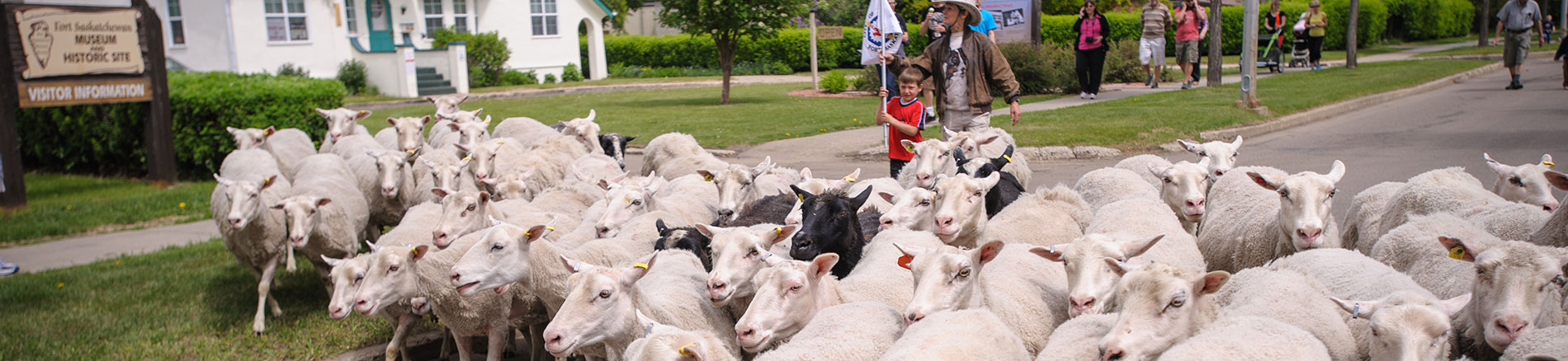 Fort Saskatchewan Family Festival and Sheep Arrival