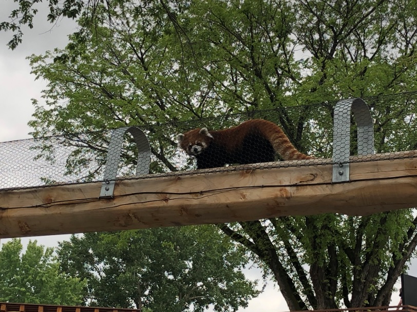 Red Panda Rope Bridge Nature's Wild Backyard at the Edmonton Valley Zoo |Family Fun Edmonton