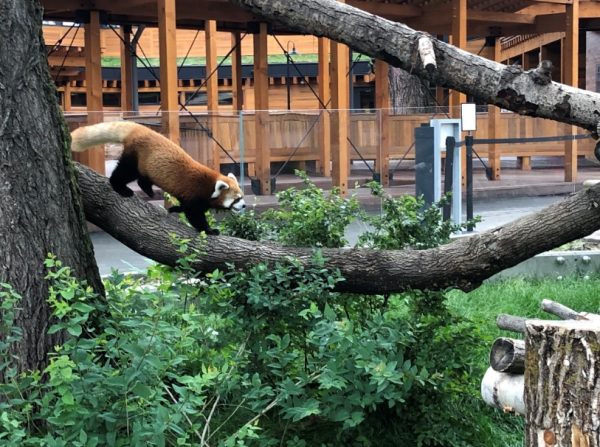 自然の野生の裏庭