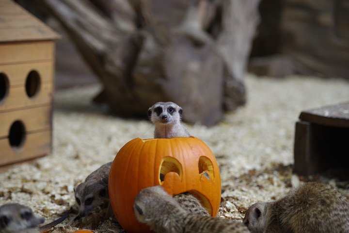 噓在動物園