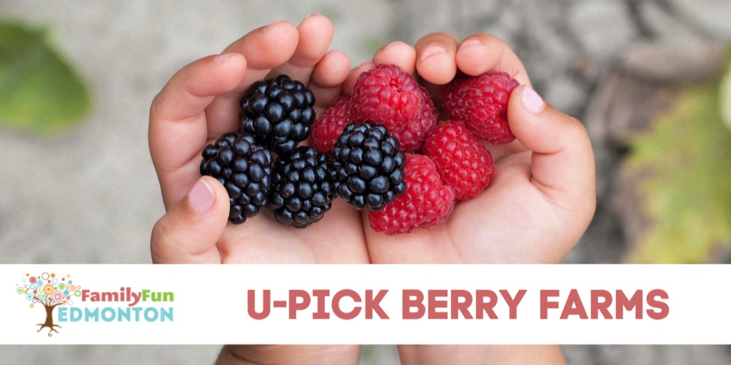 UPick Berry Farms in the Edmonton Area Family Fun Edmonton