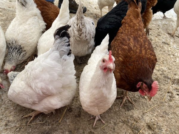 Chickens at Dreamcatcher Ranch