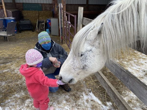 Romeo at Dreamcatcher Ranch