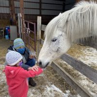 ドリームキャッチャーランチで馬に餌をやる