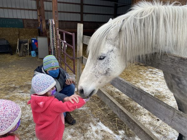 Feeding a horse at Dreamcatcher Ranch