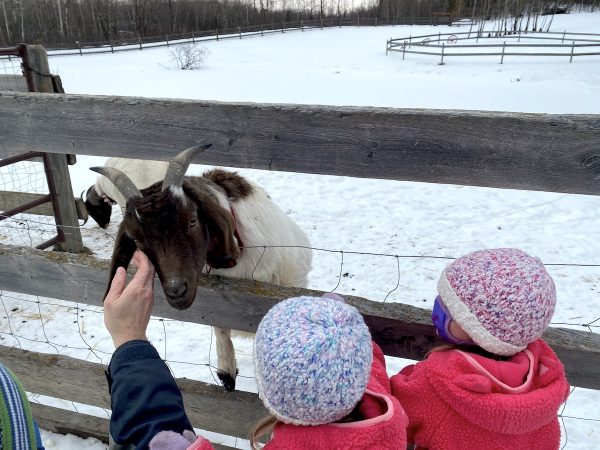 Cabras en Dreamcatcher Ranch