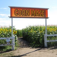 Edmonton Corn Maze Thumbnail