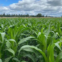 Smoky Lake Corn Maze Thumbnail