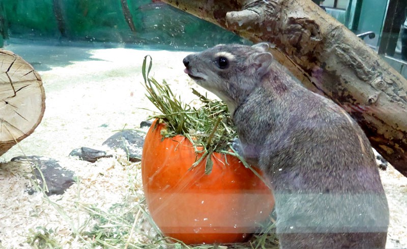 動物園でのブーイングエドモントンバレー動物園