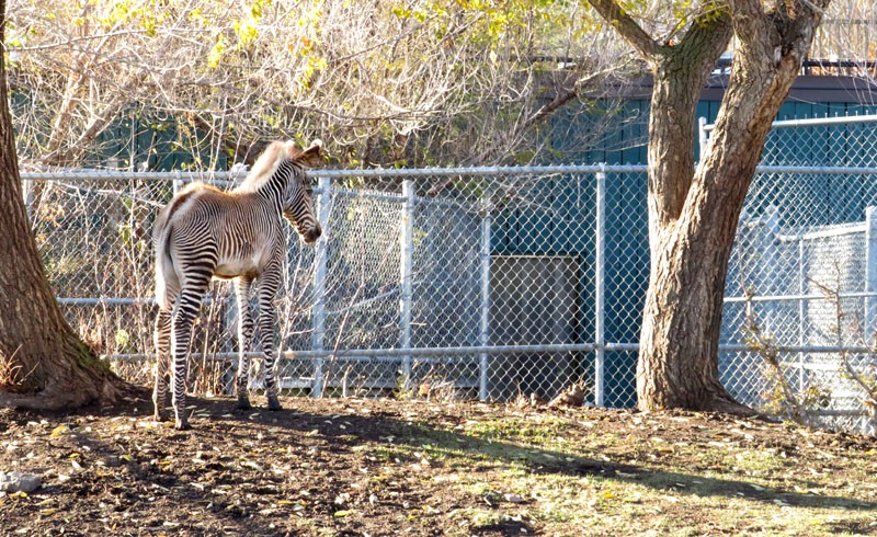 Edmonton Valley Zoo Zebra Maizy