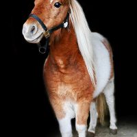 Schließen Sie sich Miniaturponys und weiteren Farmfreunden für Hallowhinny in Mission Ridge Stables an