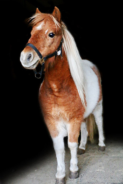 Junte-se a pôneis em miniatura e mais amigos da fazenda para Hallowhinny no Mission Ridge Stables