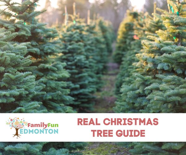 Настоящая рождественская елка Эдмонтон