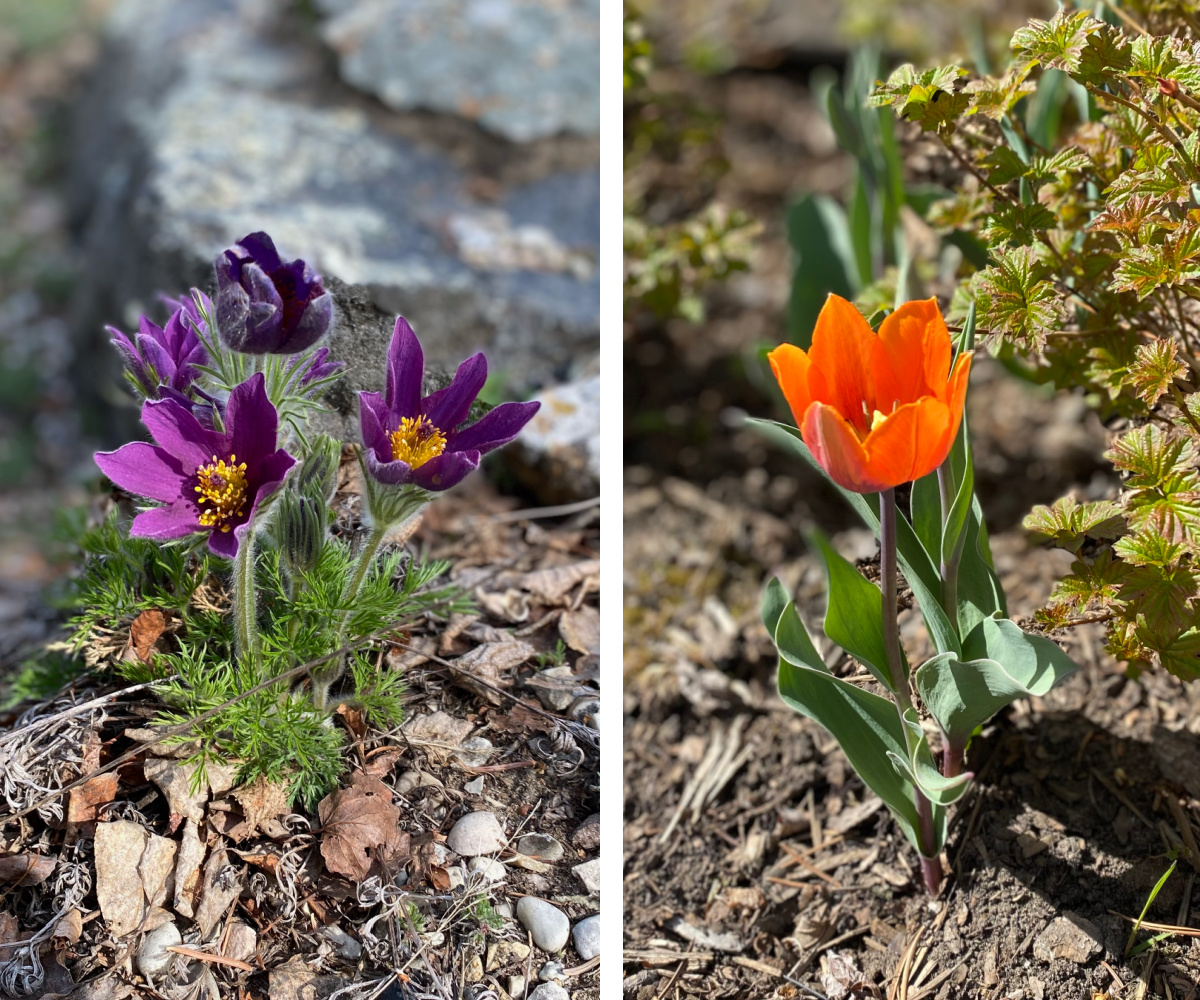 Blumen Botanischer Garten