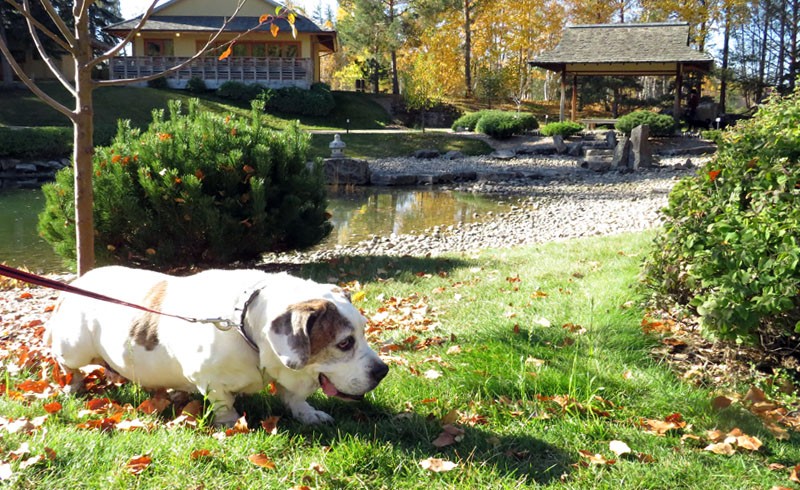 Dog Days U of A Botanic Gardens