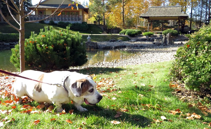 Hundetage U eines Botanischen Gartens