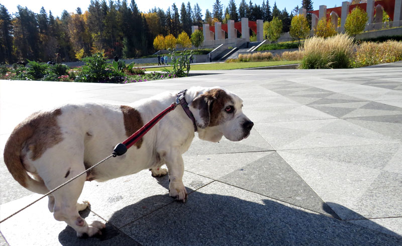 Hundetage U eines Botanischen Gartens