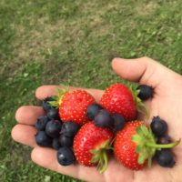 Big Rock Berry Farm