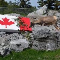 Canada Day Zoo Thumbnail