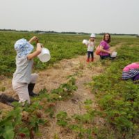 Prairie Garden U-Pick Strawberries