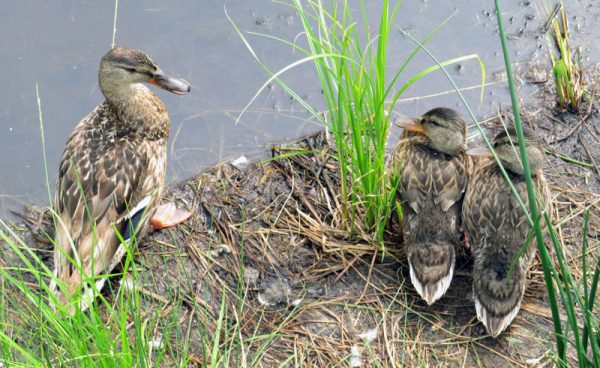 Clifford E. Lee Nature Sanctuary | Family Fun Edmonton