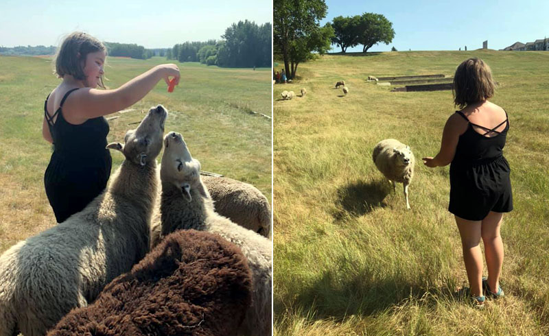 Moutons de Fort Saskatchewan